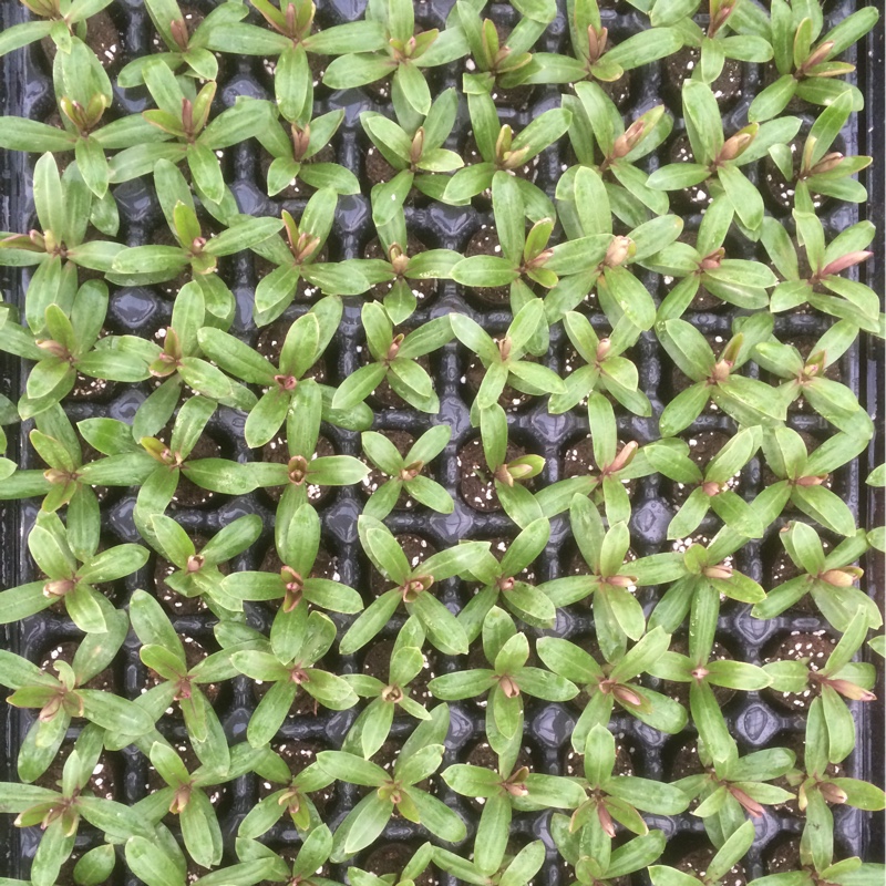 Plant image Hebe 'High Voltage'