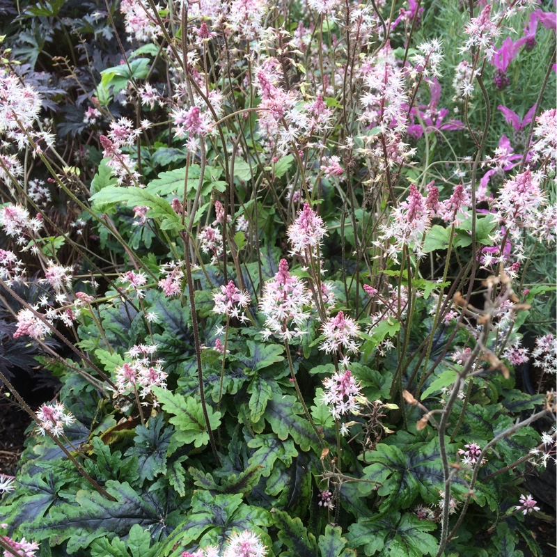 plant image 184175 plant image 184175