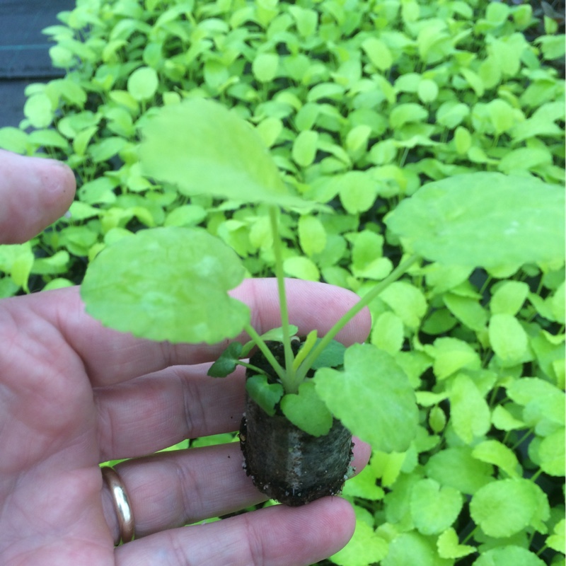 plant image 186954 plant image 186954