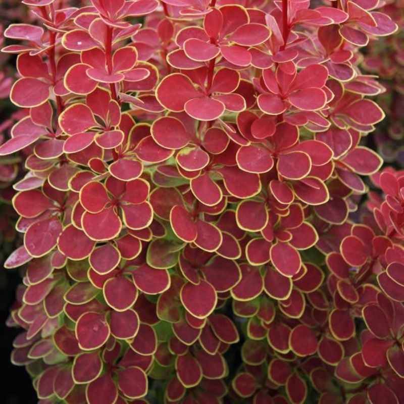 plant image 23022