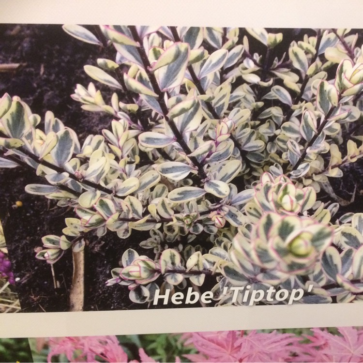 plant image 303817 plant image 303817