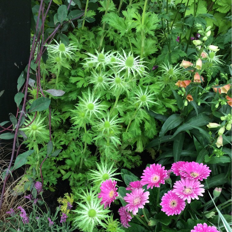 plant image 412306 plant image 412306