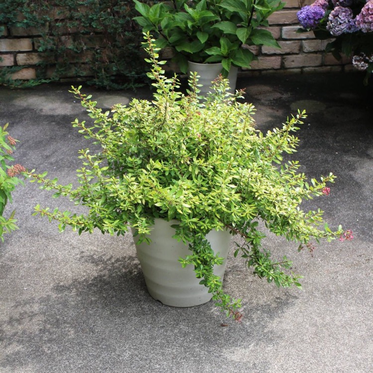 plant image 473328 plant image 473328