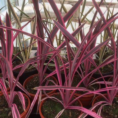 Cordyline australis 'Pink Passion'