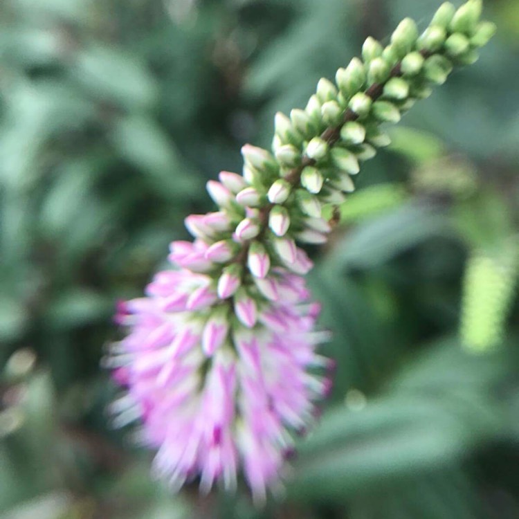Plant image Hebe 'Pink Candy'