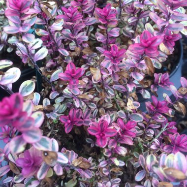 Shrubby Veronica
