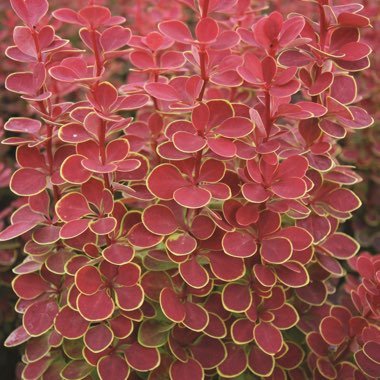 Japanese Barberry 'Orange Sunrise'