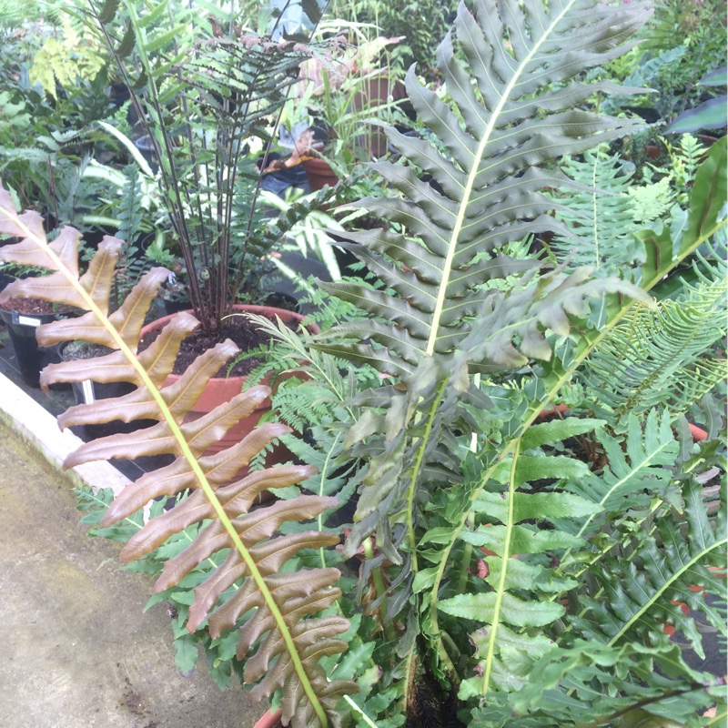 plant image 68245 plant image 68245
