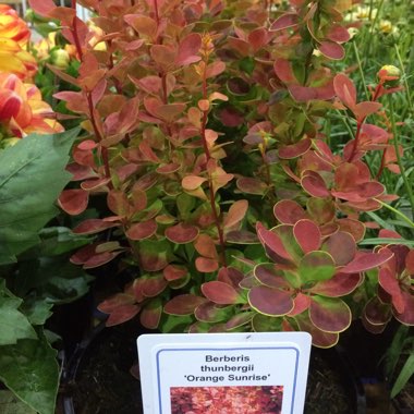 Japanese Barberry 'Orange Sunrise'