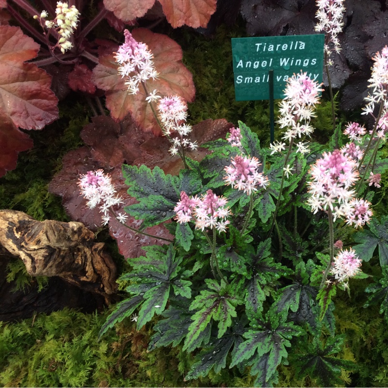 plant image 87346 plant image 87346