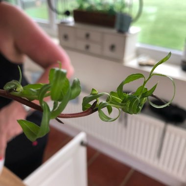 Neil's garden