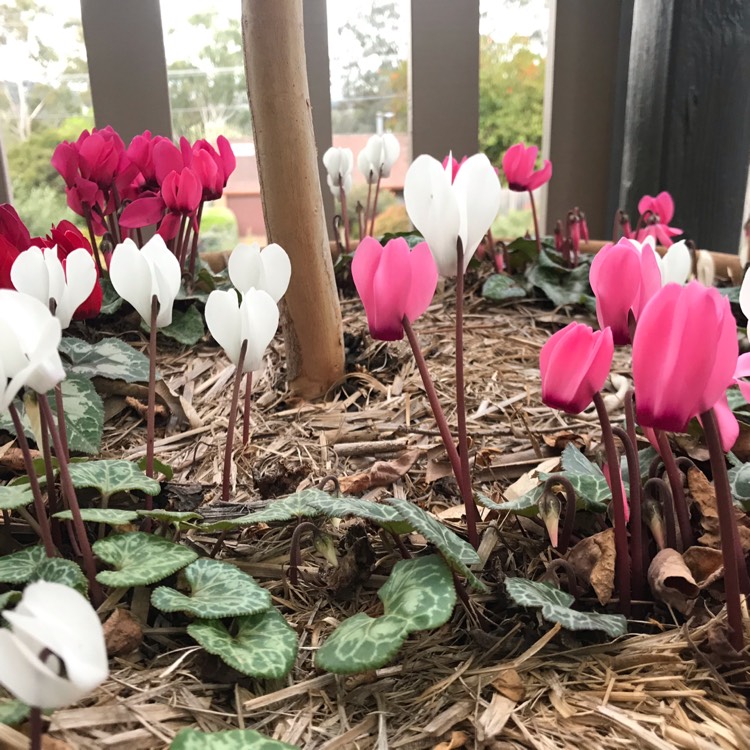 plant image 1169488