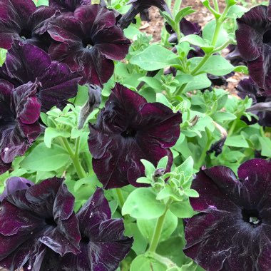 Petunia 'Black Velvet'