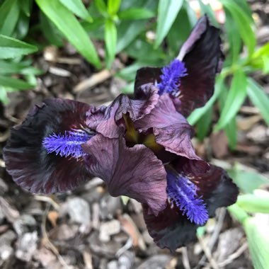 Neil's garden