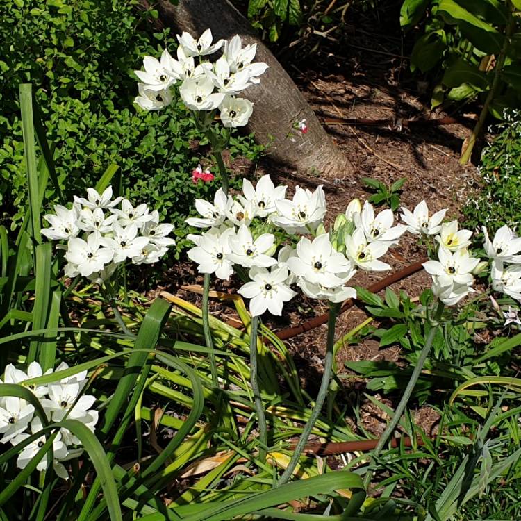 Plant image Ornithogalum arabicum
