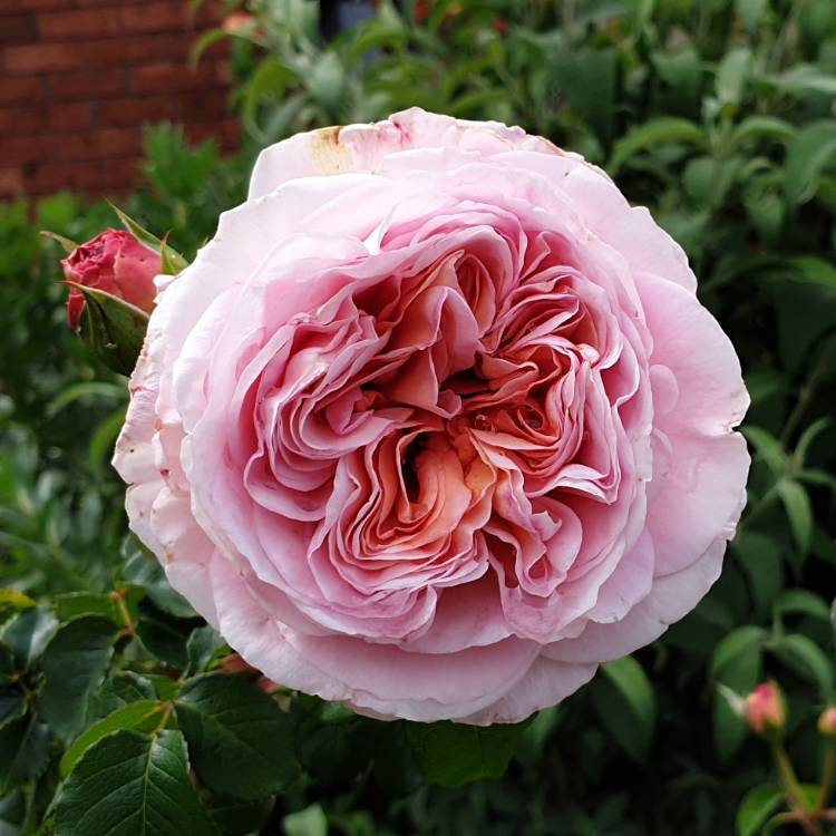 plant image 1183239