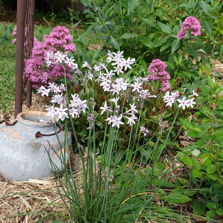 Plant image Tulbaghia cominsii
