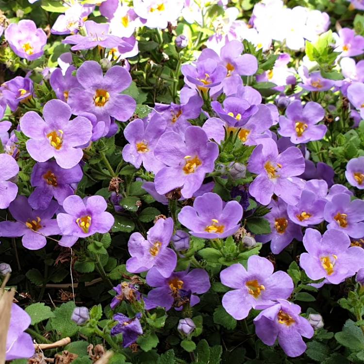 Plant image Sutera Cordata 'Abunda Colossal Blue syn. 'Bacopa 'Abunda Colossal Blue'