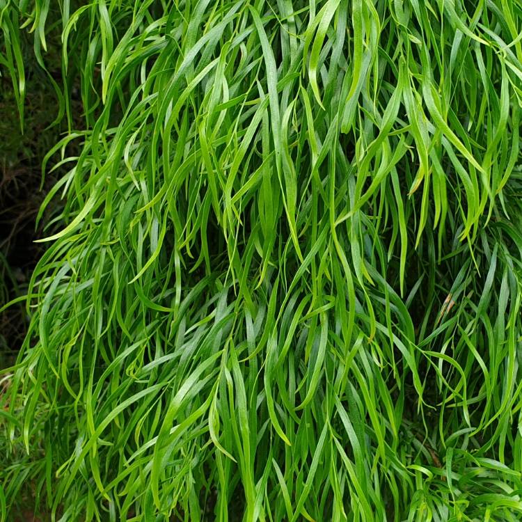 plant image 1191923