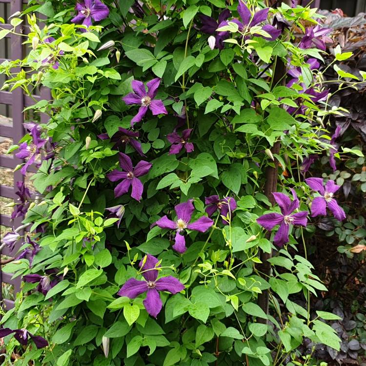 plant image 1200013 plant image 1200013
