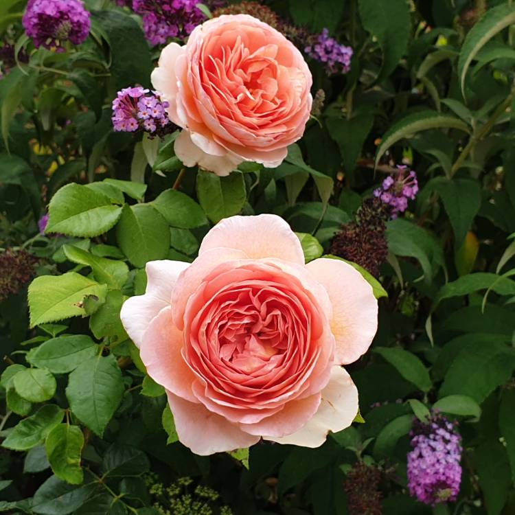 plant image 1200015