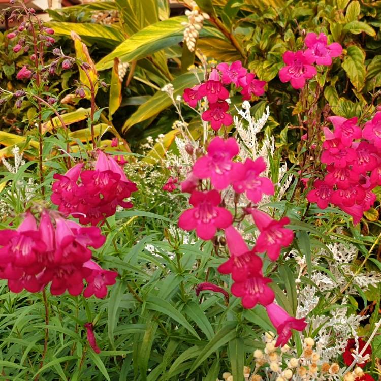 Plant image Penstemon 'Andenken an Friedrich Hahn' syn. Penstemon 'Garnet'