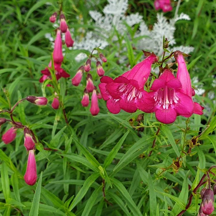 plant image 1220129 plant image 1220129
