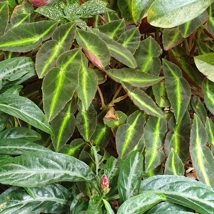 plant image 1220142 plant image 1220142