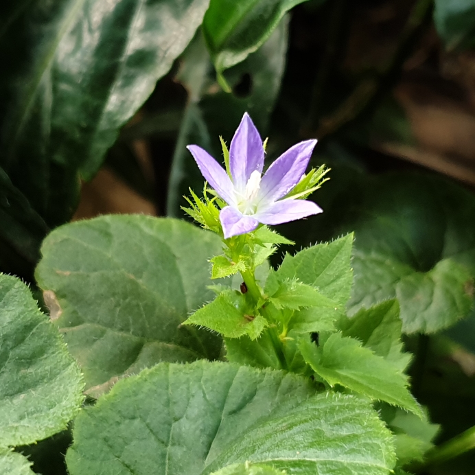 plant image 1223439