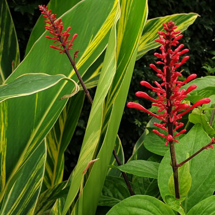 plant image 1227896 plant image 1227896