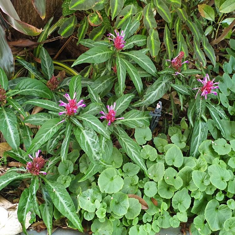 plant image 1233663 plant image 1233663