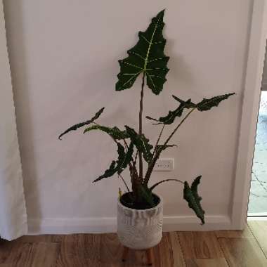 Alocasia x amazonica