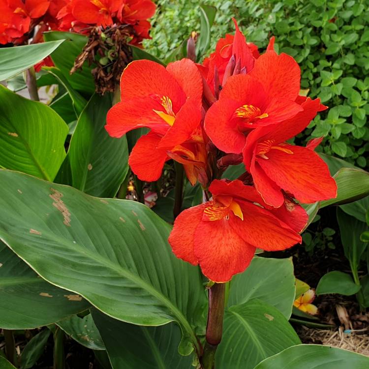 plant image 1236286 plant image 1236286