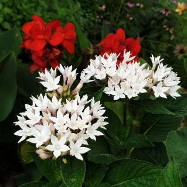 Pentas