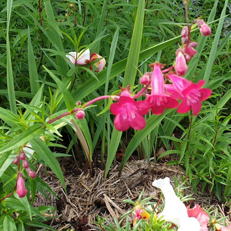 plant image 1244675 plant image 1244675