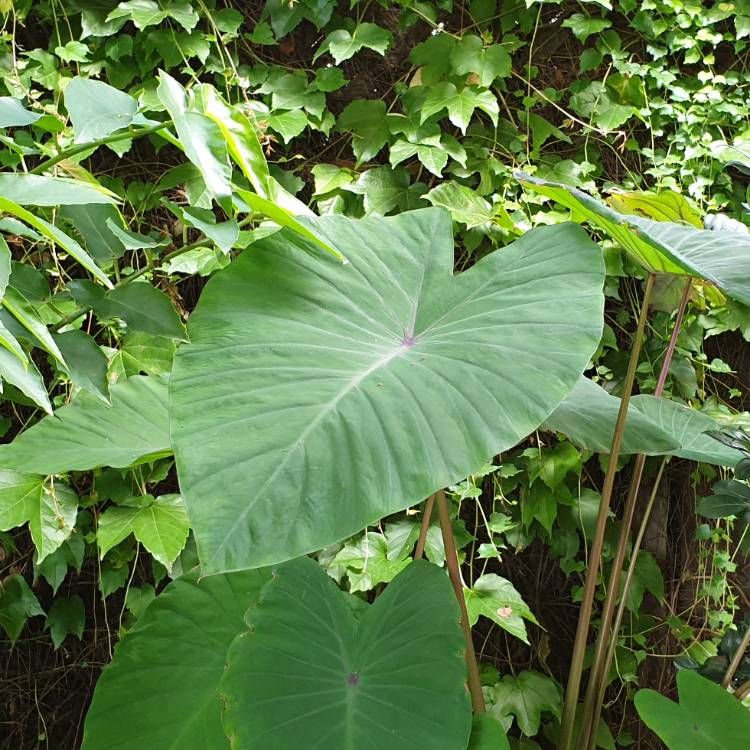 plant image 1244678 plant image 1244678
