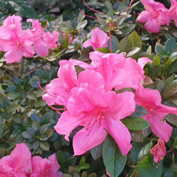 plant image 1247141 plant image 1247141