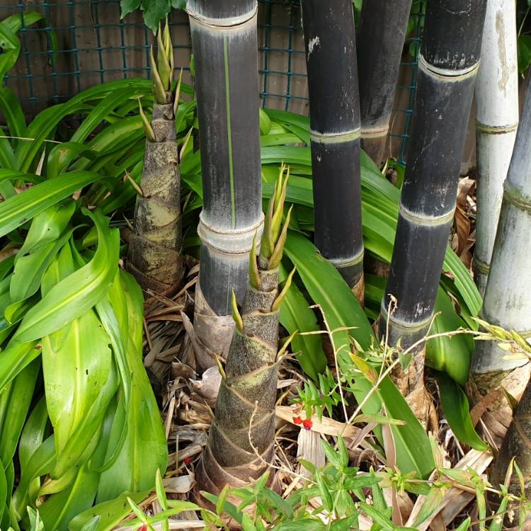 plant image 1247142 plant image 1247142