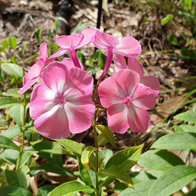 plant image 1247143 plant image 1247143
