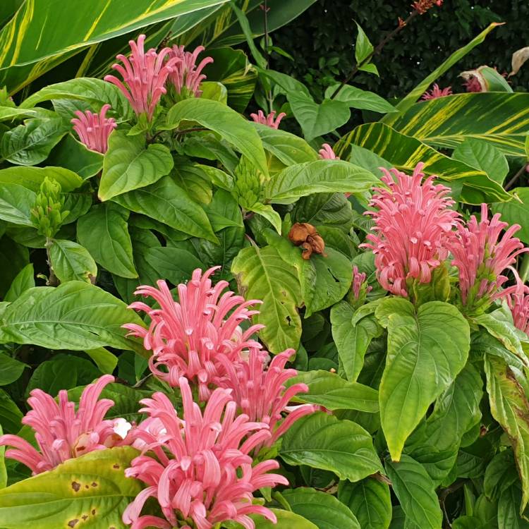 plant image 1256410 plant image 1256410