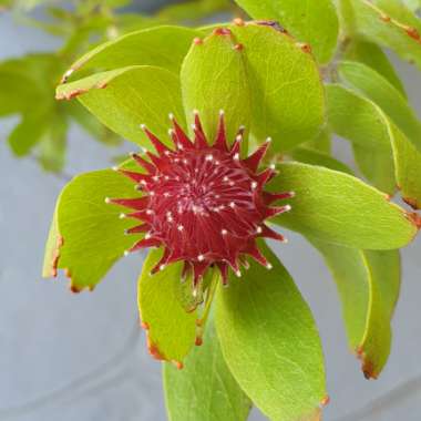 Leucospermum Oleifolium
