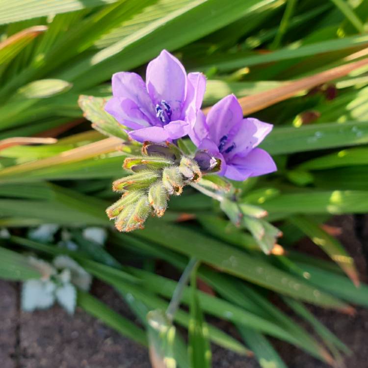 plant image 1382504 plant image 1382504