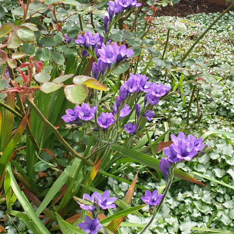 plant image 1388817 plant image 1388817