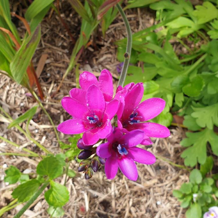 plant image 1388818 plant image 1388818