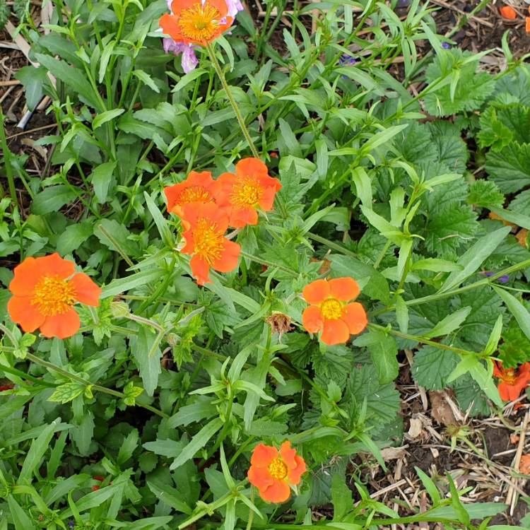 plant image 1389607 plant image 1389607
