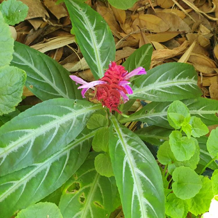plant image 1392061 plant image 1392061