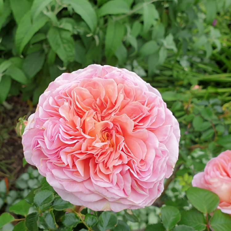 plant image 1401820