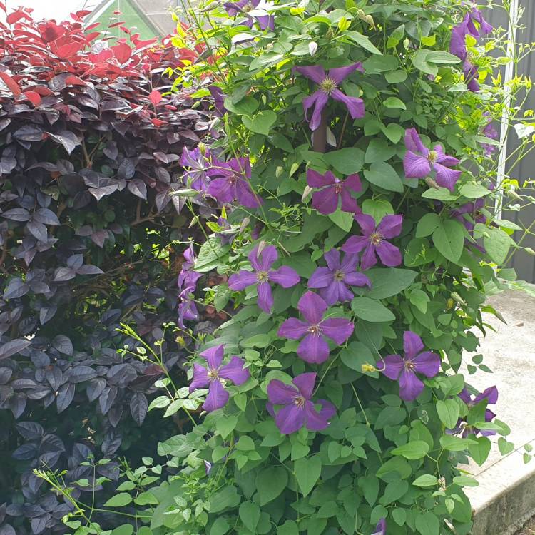 plant image 1404474 plant image 1404474