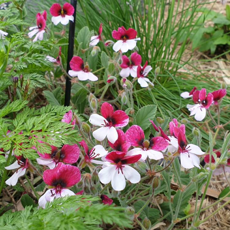 plant image 1404475 plant image 1404475