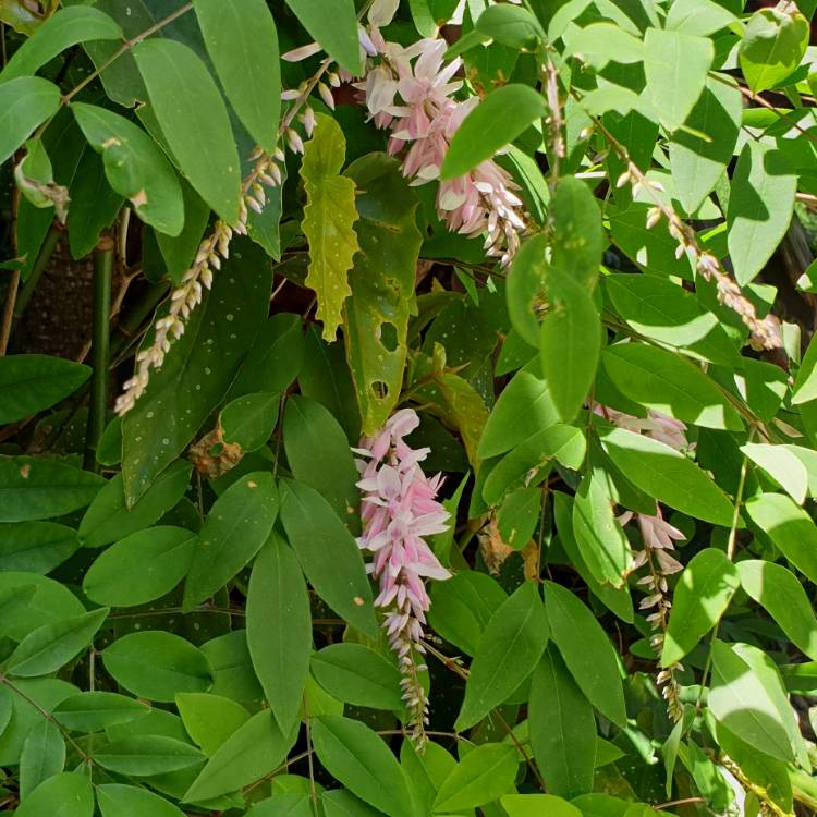 plant image 1404826 plant image 1404826